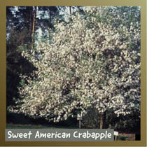 Sweet American Crabapple